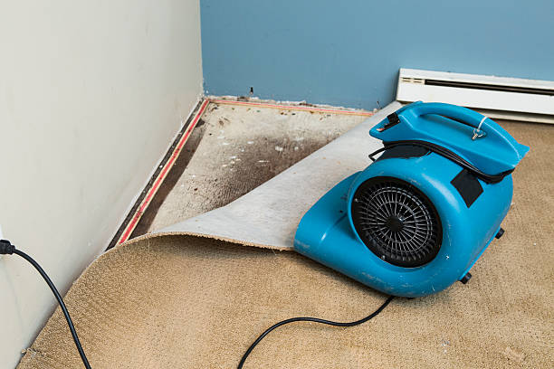 Best Mold removal after water damage  in Garden City Park, NY